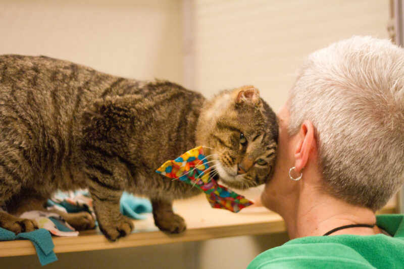 Cat nudging a volunteer's head