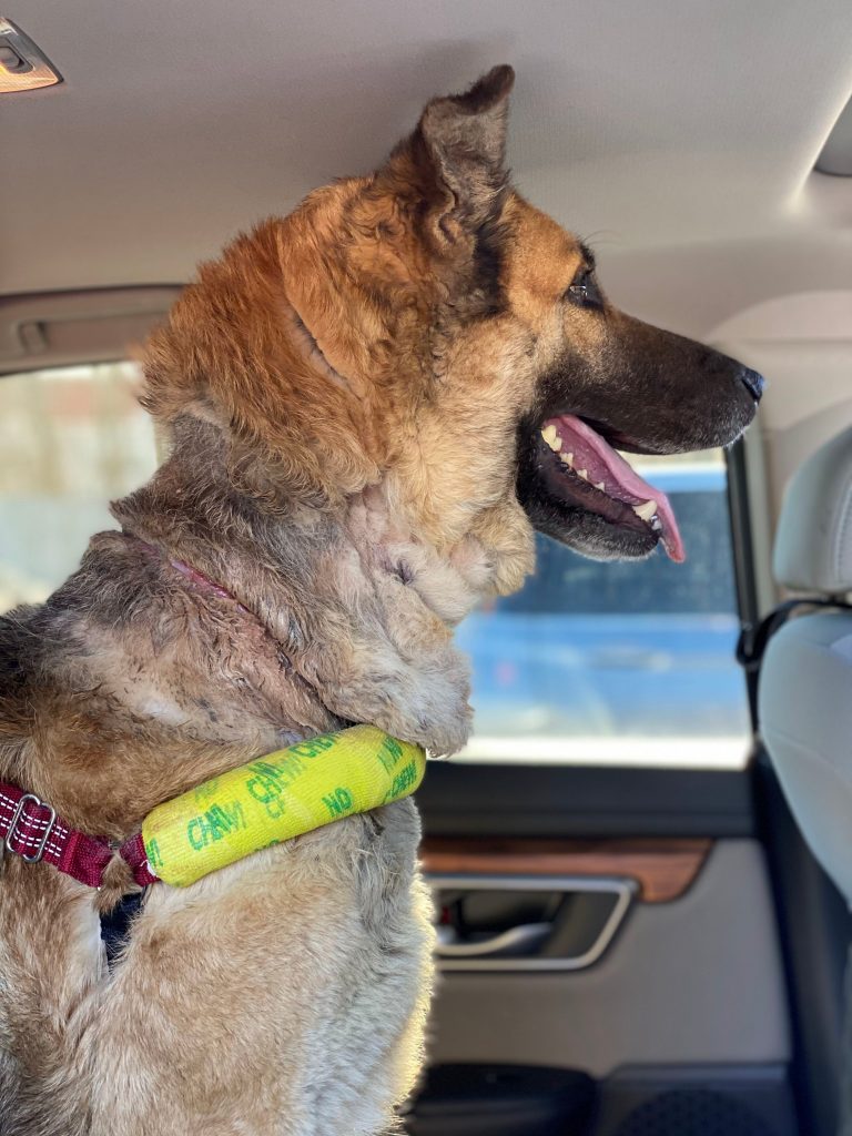 Britta in the car on her way to her foster home