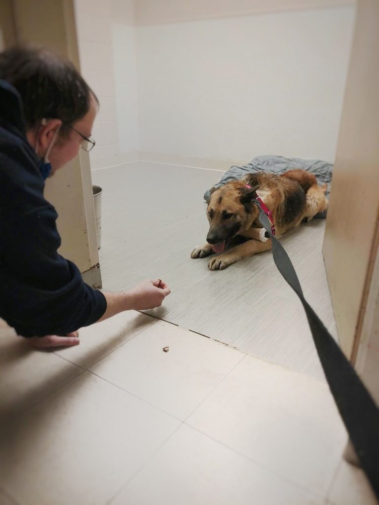 Britta was unsure how to walk with a harness and leash, frightened to step onto the tile floor.